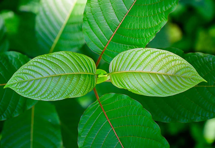 Kratom for Anxiety and Depression: Does It Work