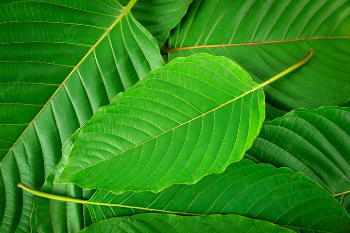 Kratom Dosage Guide: How Much to Take