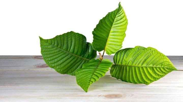 Does Kratom Show Up on a Drug Test?