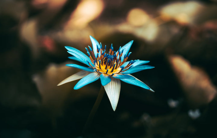 What Is Blue Lotus Flower? Benefits And How To Use