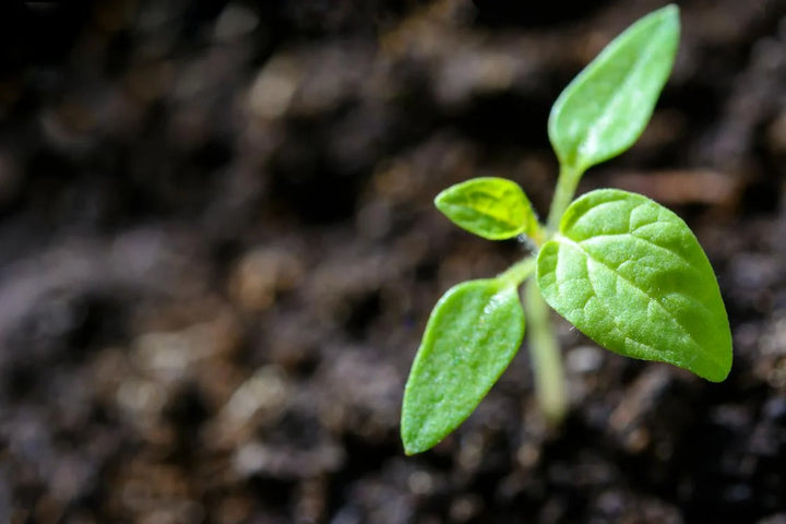 What is Piper Methysticum? (Kava Plant)