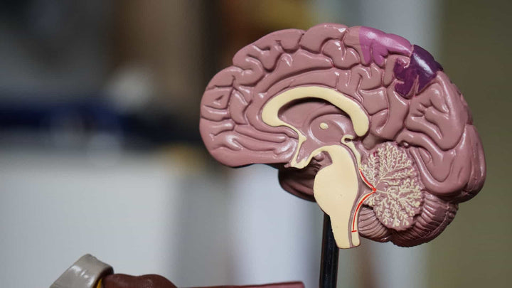 Kava Effects on Brain: Beginner's Guide